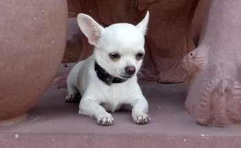 Veterinaria “Zeus”