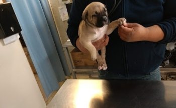 Blackcan Veterinaria