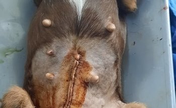 Mundo Mascota & Hospital Animal