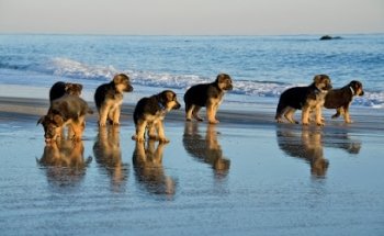 Veterinaria La Jungla - Plaza Real Pacífico