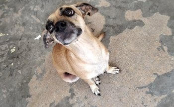 Veterinaria Pergatuz