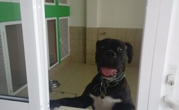 Mauzi Hospital Veterinario