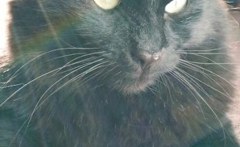 Veterinaria Mascotitas