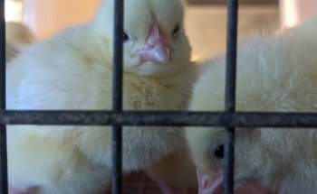 Veterinaria del Centro