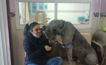 Clínica Veterinaria Bellavet