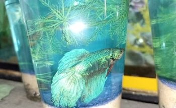 Veterinaria y Acuario My Pet's