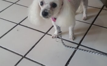 Clínica Veterinaria Nupet