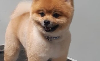 Veterinaria Maldonado