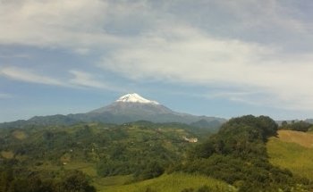 Dovet Estética Canina