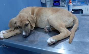 Consultorio Veterinario Hidalgo