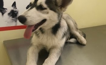 Animal House Veterinaria