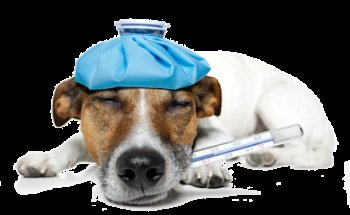 Hospital Veterinario Puc Pets Calkiní