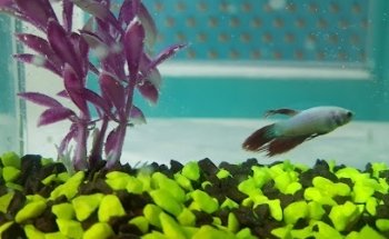 Clínica Veterinaria Peek