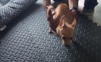 Veterinaria Holistic Natura