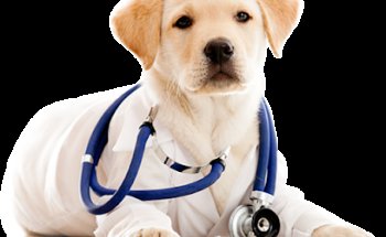 VETERINARIA MEDINA DE TEOLOYUCAN