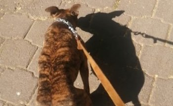 Veterinaria Lindavista Vallejo Mi Mascota