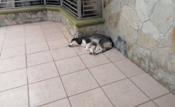 Animalia Veterinaria