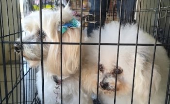 Dogtor Veterinaria Parques