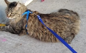 Veterinaria The Dog and The Cat