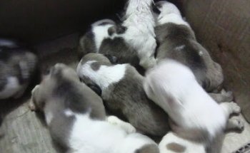 Veterinary Clinic The Great Danes