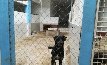 Amigos de los Animales