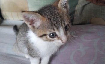 Perrunos Veterinaria San Pedro Totoltepec