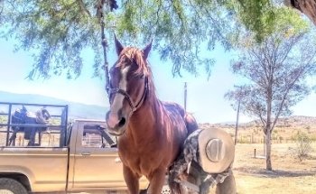 Granero Y Veterinaria ARO el refugio