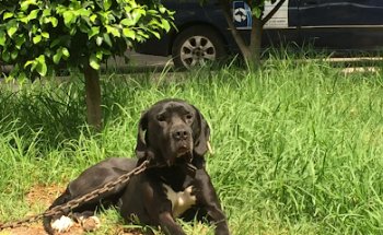 Clínica veterinaria Vegavet