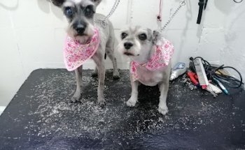 Veterinaria Puente de Vigas