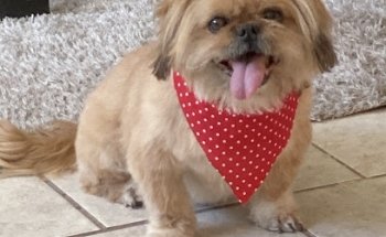 Clínica Veterinaria Allvet