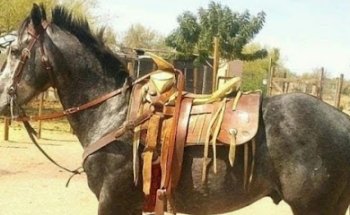 Clinica Veterinaria Canelos