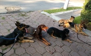 Centro Veterinario Unión