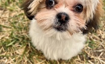 Clínica Veterinaria y Estética Canina