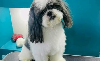 Veterinaria y estetica Raydog urgencias las 24 horas