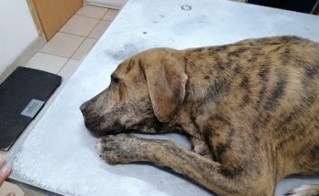 Veterinaria Puerto de Palos