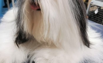 VETERINARIA MEDICAL PET