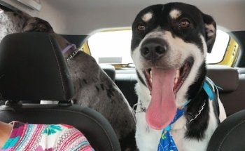 Centro Médico Veterinario