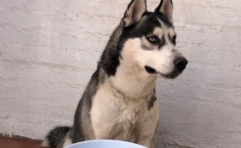 Clínica Veterinaria House Animal