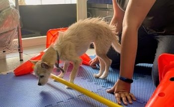 Servicios Medicos Veterinarios KARUBA