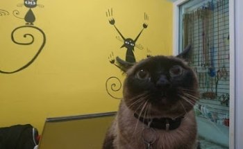 Veterinaria Serengeti