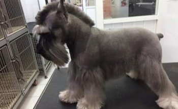 Veterinaria de Manchitas