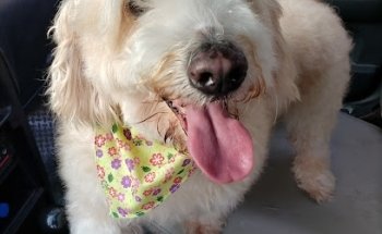 Clínica Veterinaria y Farmacia El Tucán