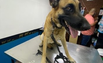 Animal Care Veterinaria