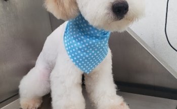 ANIMALIA: Consultorio Veterinario