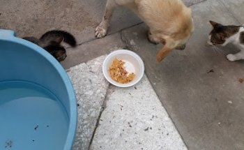 Veterinaria El Tepame