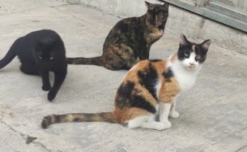 veterinaria el refugio