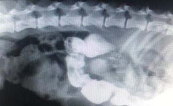 Veterinaria Medical Vet Zoo