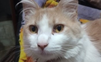 Veterinaria Buenos Aires