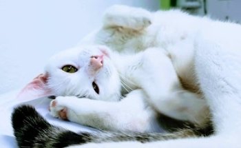 Consultorio Veterinario Dog And Cat