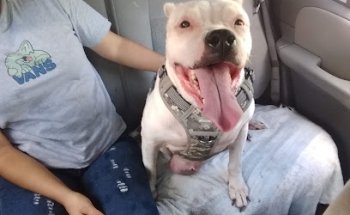 Veterinaria Gucci Kan